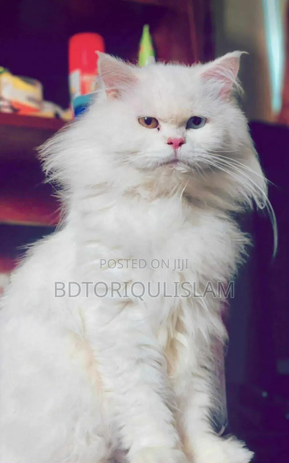 1+ Year Male Purebred Persian