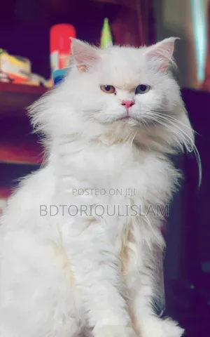 Photo - 1+ Year Male Purebred Persian