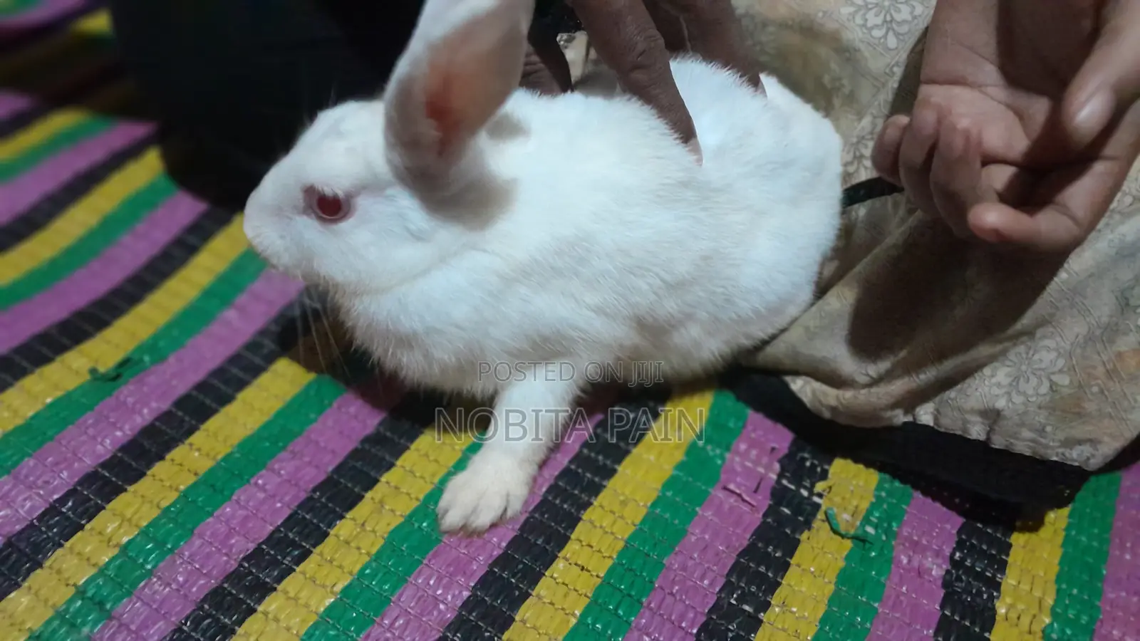 Cute Albino White Rabbit