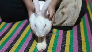 Cute Albino White Rabbit
