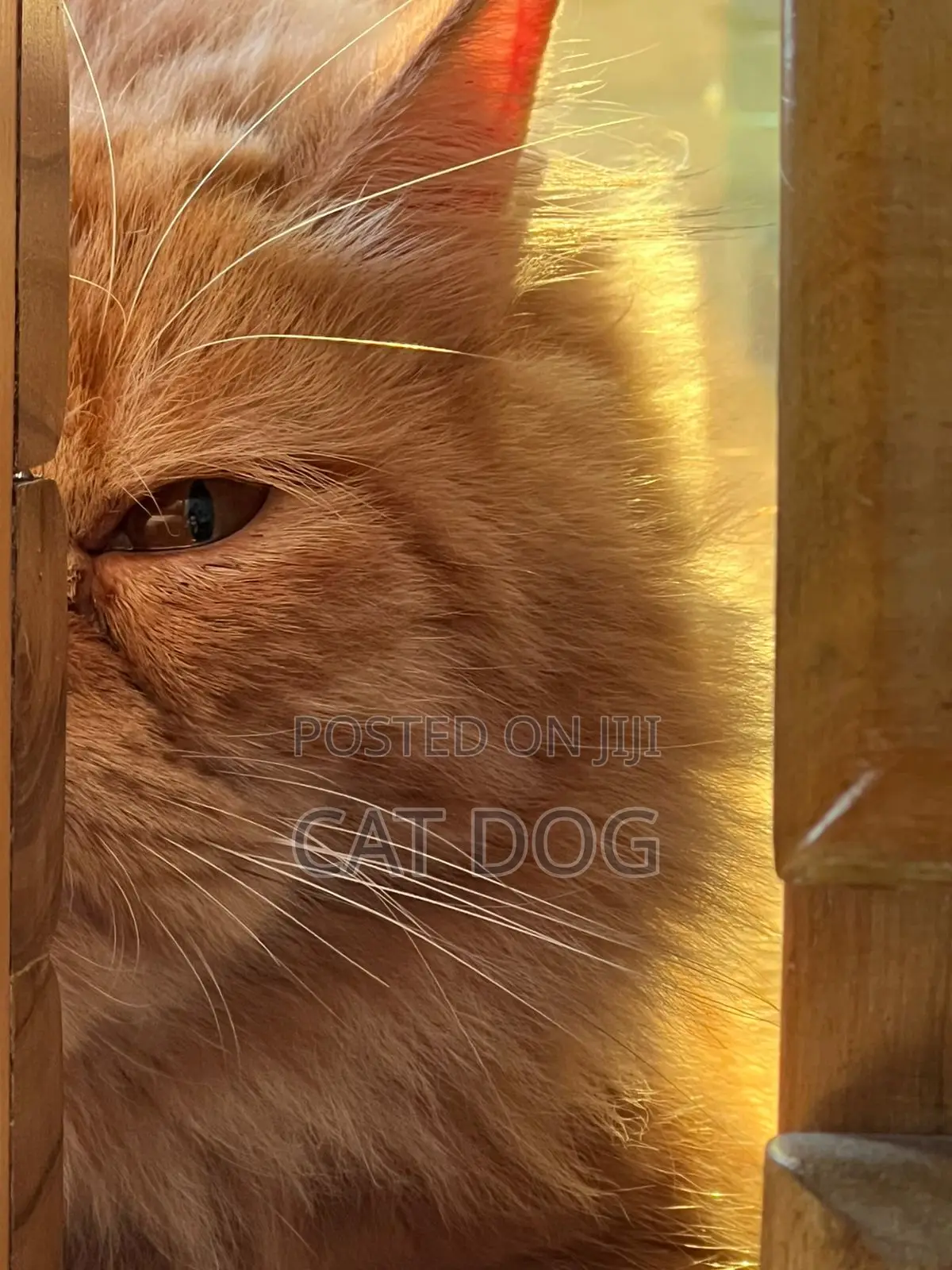 1+ Year Male Purebred Persian