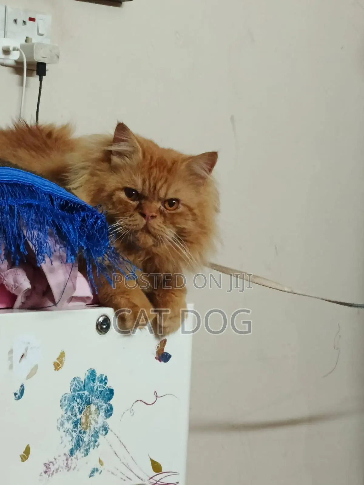 1+ Year Male Purebred Persian