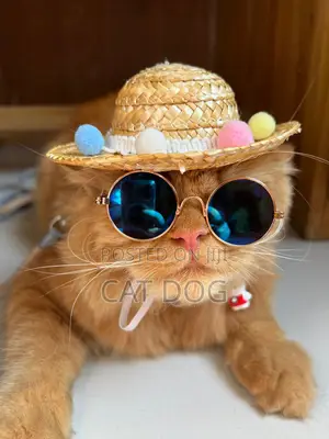 1+ Year Male Purebred Persian