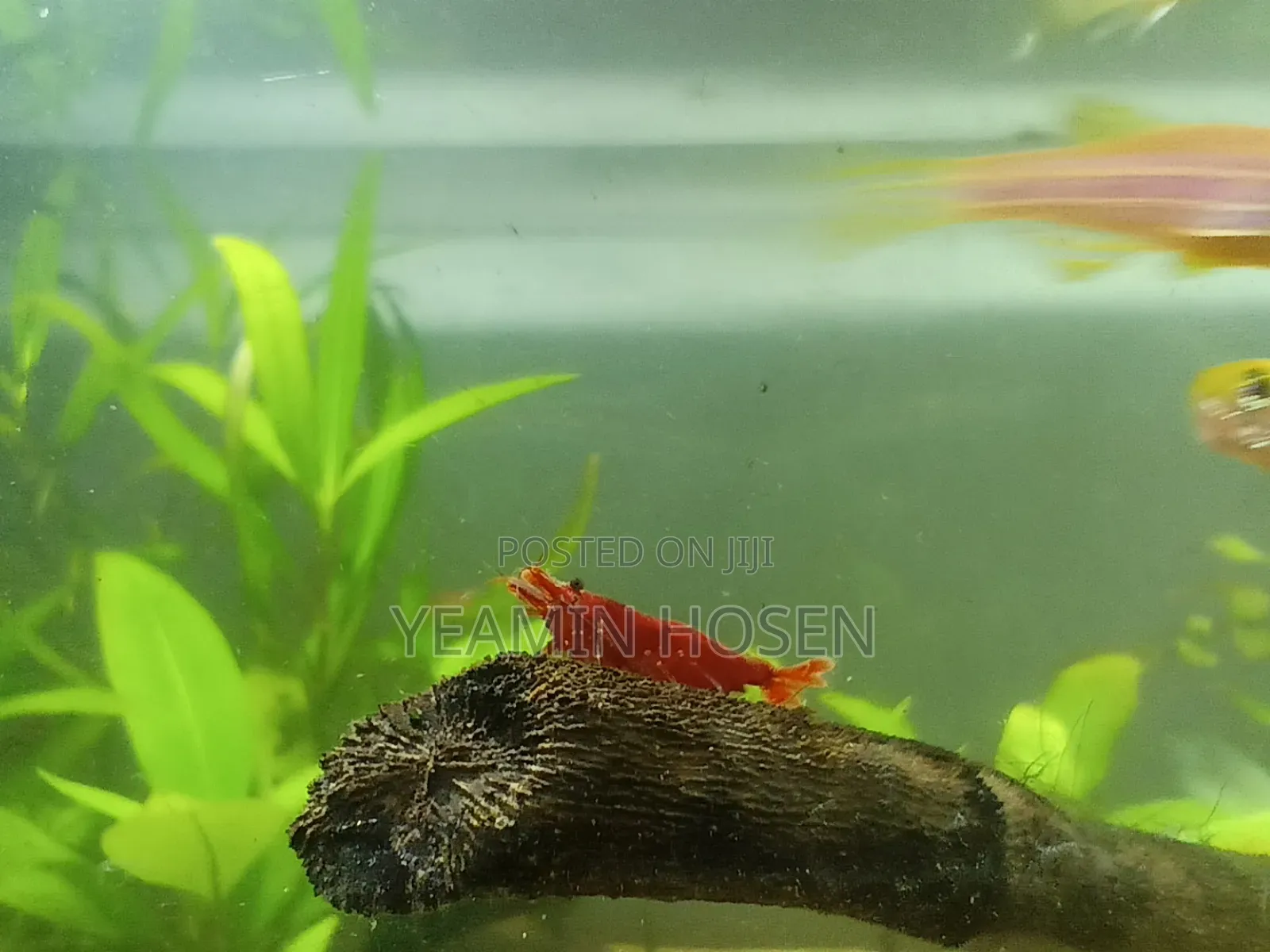 Red Cerry Shrimp