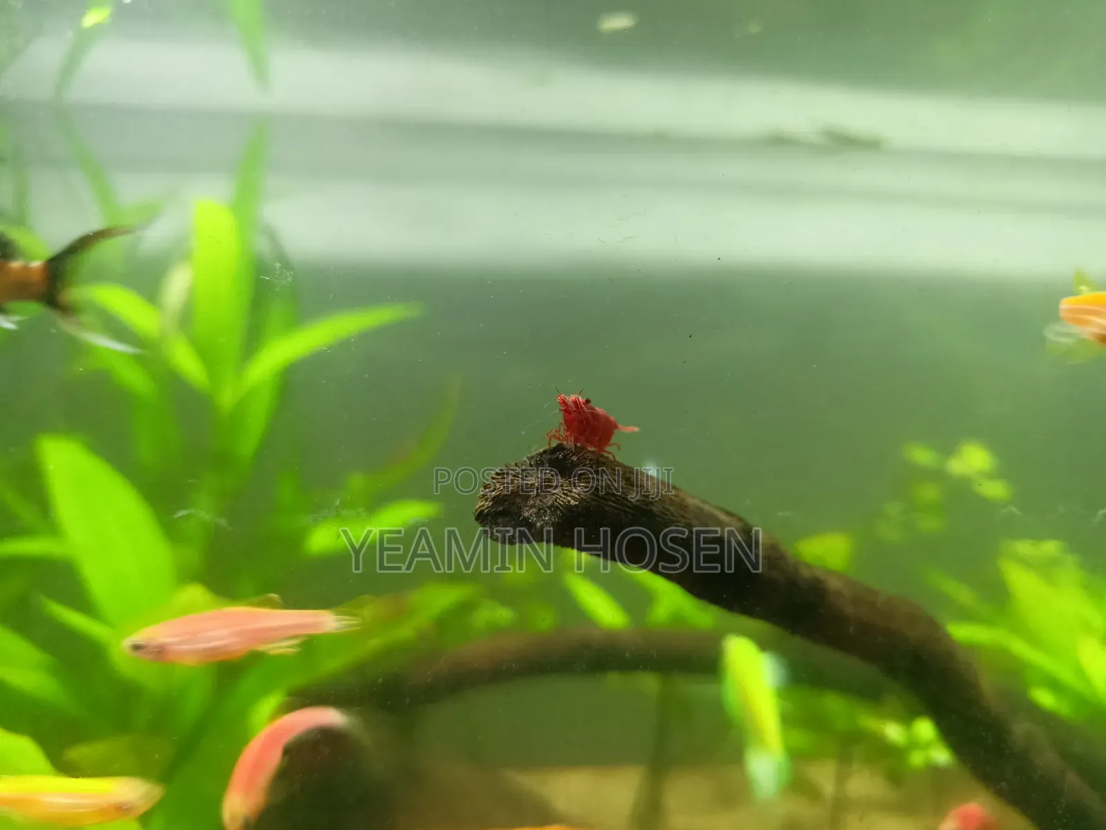 Red Cerry Shrimp