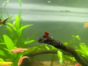 Red Cerry Shrimp
