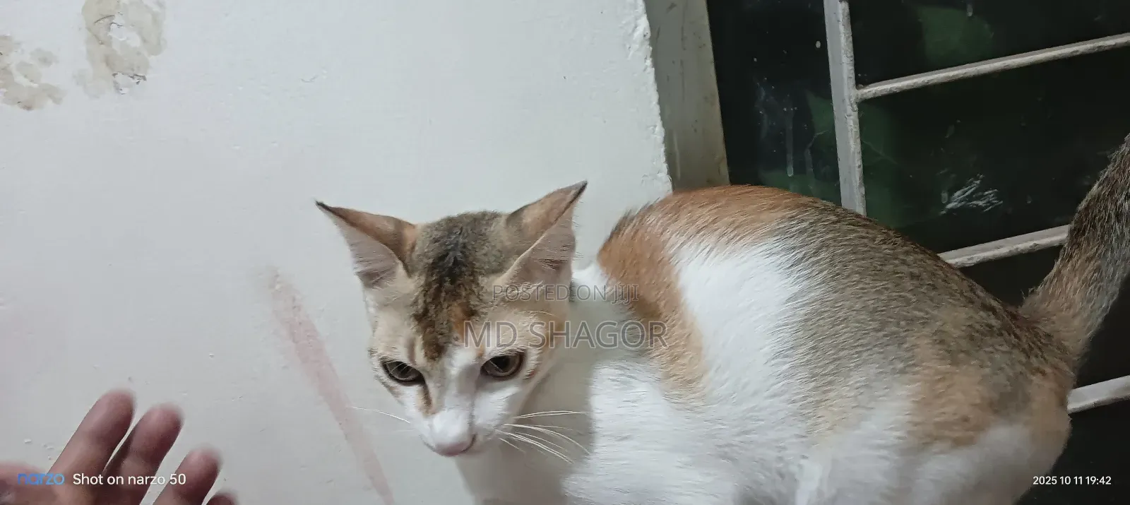 6-12 Months Male Mixed Breed Bengal