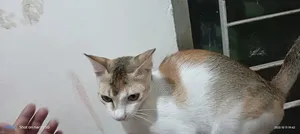 Photo - 6-12 Months Male Mixed Breed Bengal