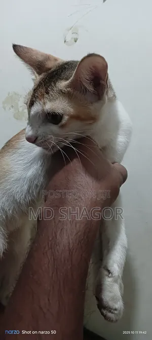 6-12 Months Male Mixed Breed Bengal