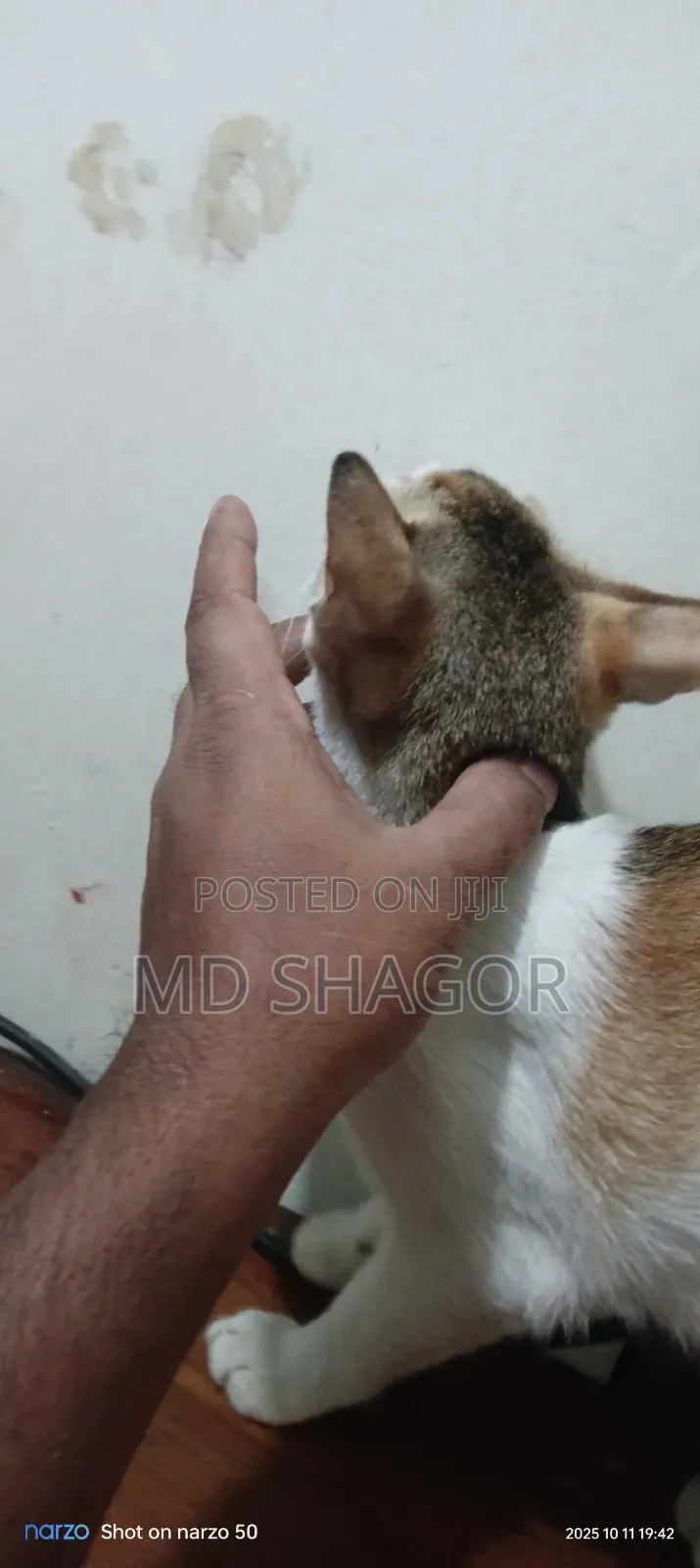 6-12 Months Male Mixed Breed Bengal