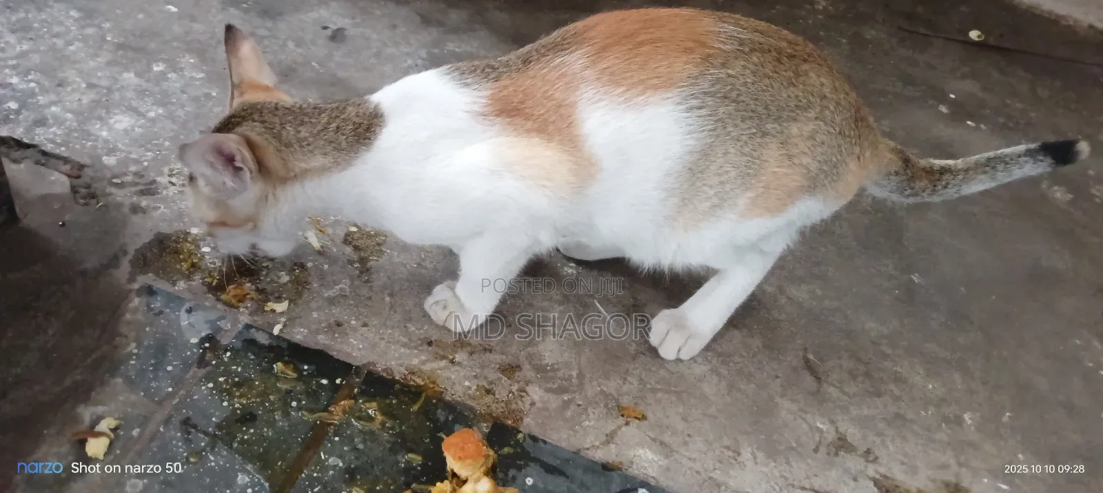 6-12 Months Male Mixed Breed Bengal