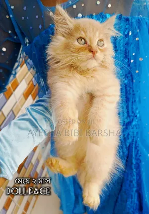 Photo - 1-3 months Female Purebred Persian