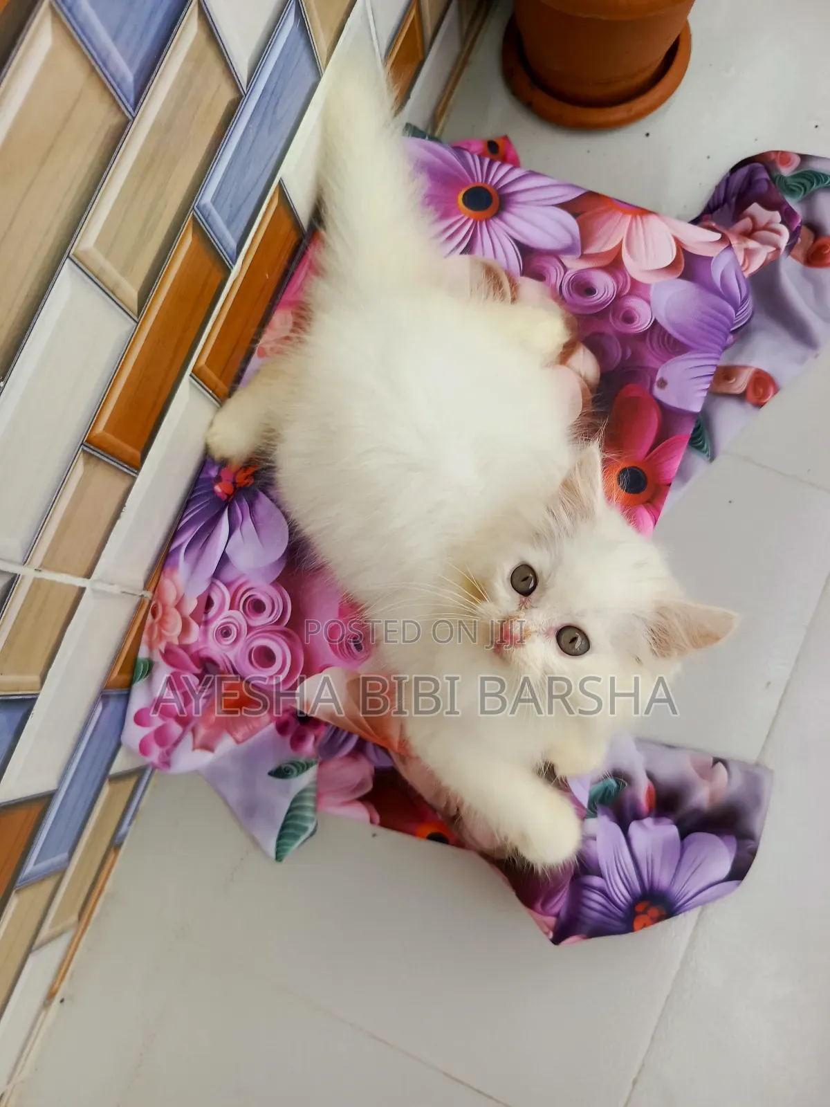 1-3 months Female Purebred Persian