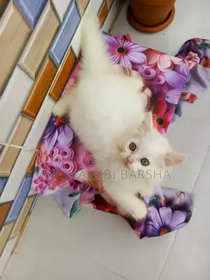 ১-৩ মাস বয়সী ফিমেল পিওরব্রেড পার্সিয়ান