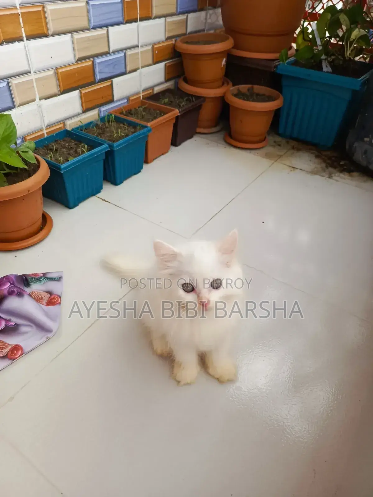 ১-৩ মাস বয়সী ফিমেল পিওরব্রেড পার্সিয়ান