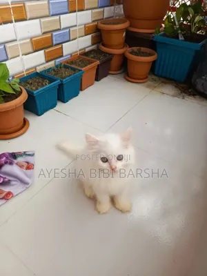 1-3 months Female Purebred Persian