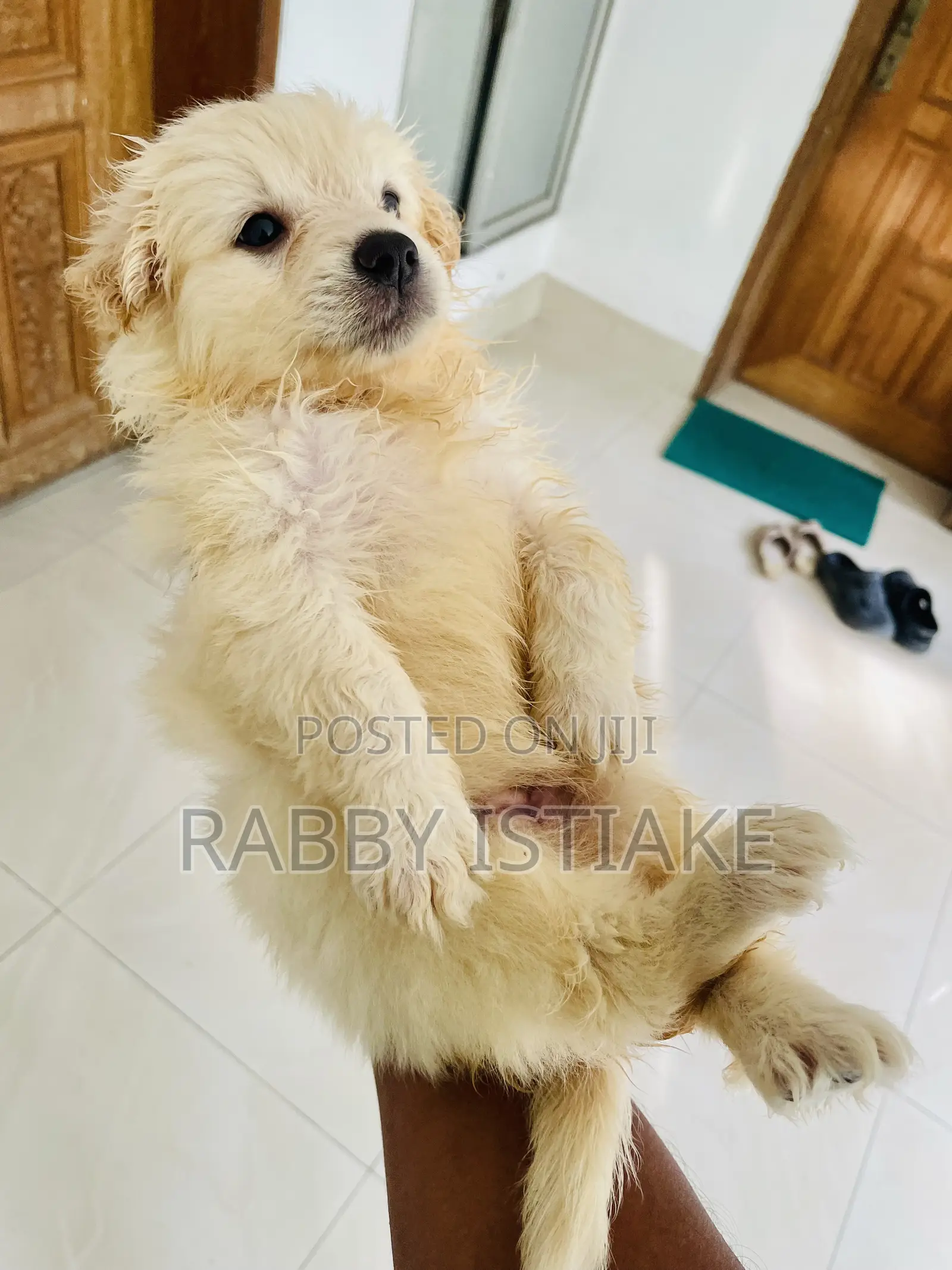 1-3 Months Male Purebred Japanese Spitz