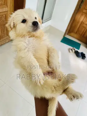 1-3 Months Male Purebred Japanese Spitz