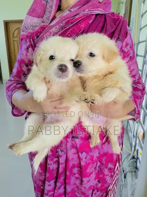 Photo - 1-3 Months Male Purebred Japanese Spitz