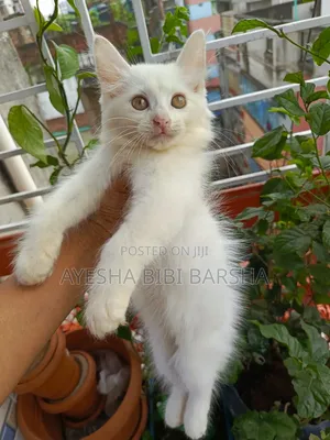 1-3 months Female Purebred Persian