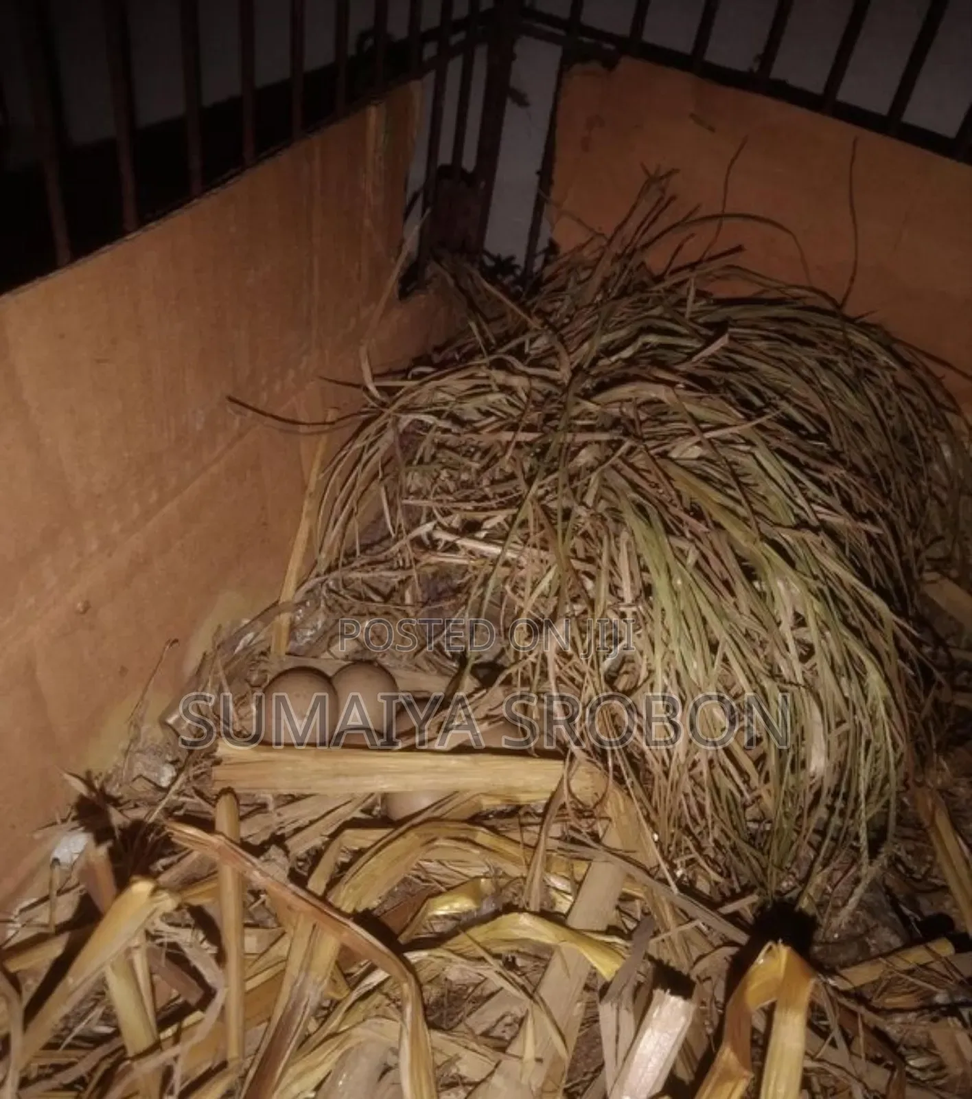 কিং কোয়েলের বিজ ডিম/King Koyel (Queal) Bij Dim