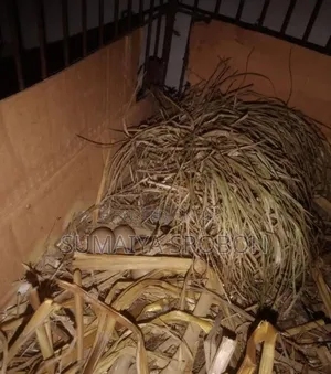 Photo - কিং কোয়েলের বিজ ডিম/King Koyel (Queal) Bij Dim