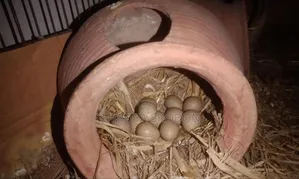 কিং কোয়েলের বিজ ডিম/King Koyel (Queal) Bij Dim