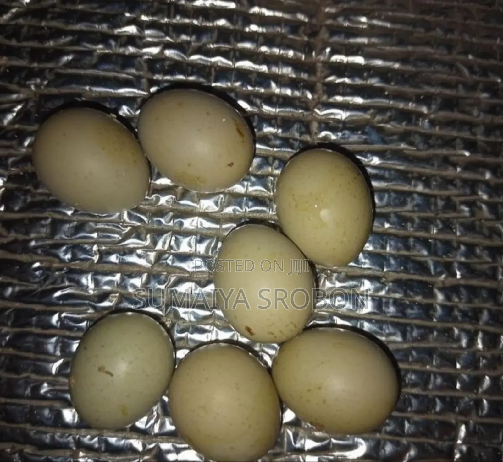 কিং কোয়েলের বিজ ডিম/King Koyel (Queal) Bij Dim