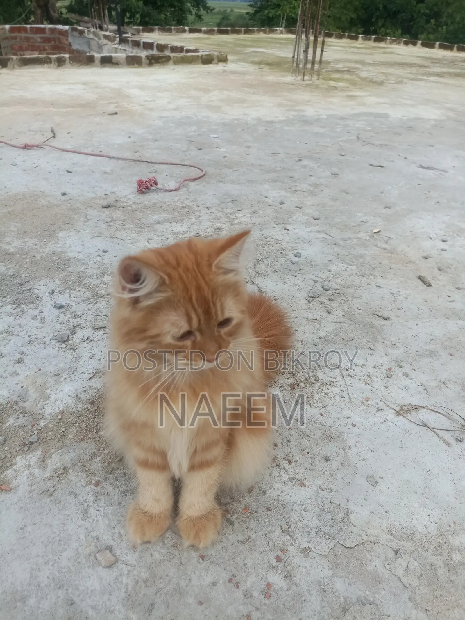 Purebred Persian Kitten (6-12 Months Male)