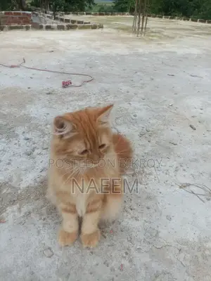 Purebred Persian Kitten (6-12 Months Male)