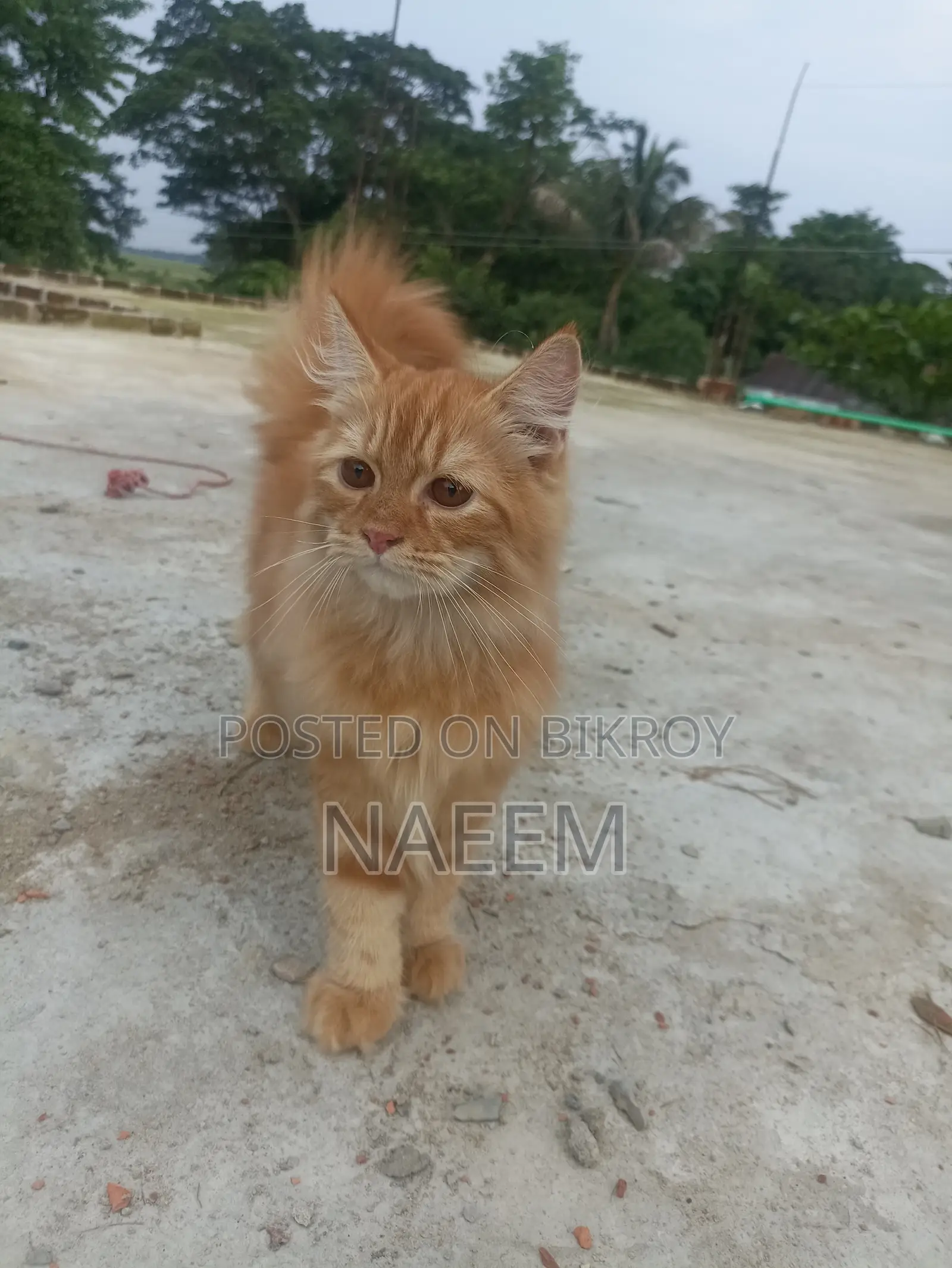 Purebred Persian Kitten (6-12 Months Male)