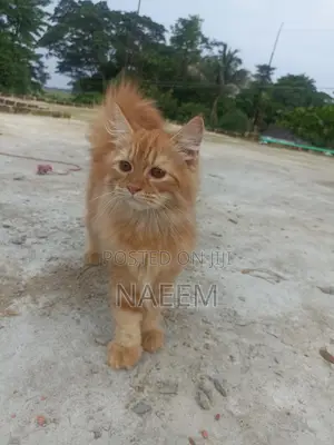 6-12 Months Male Purebred Persian