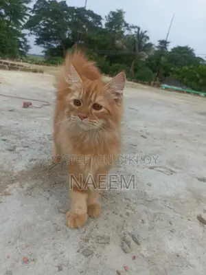 Purebred Persian Kitten (6-12 Months Male)