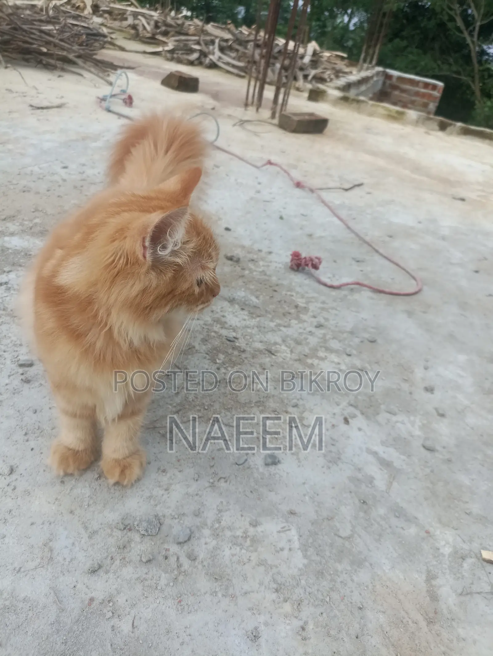 Purebred Persian Kitten (6-12 Months Male)