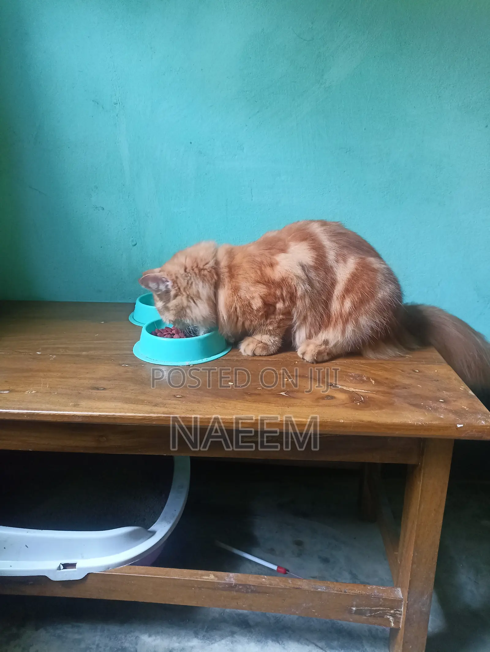 6-12 Months Male Purebred Persian