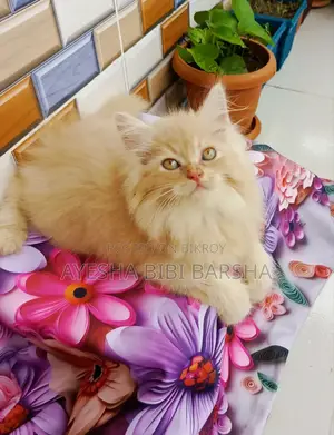 ১-৩ মাসের ফিমেল পিওর পার্সিয়ান