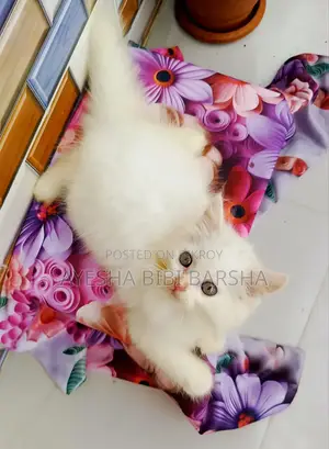 ১-৩ মাসের ফিমেল পিওর পার্সিয়ান