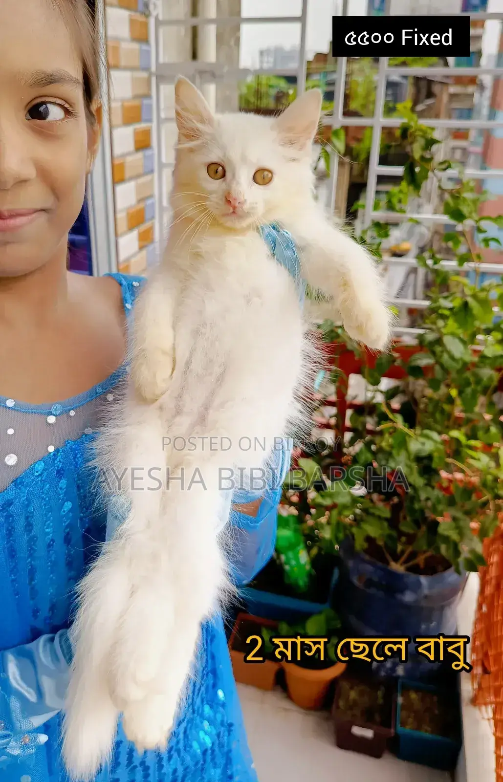 ১-৩ মাসের ফিমেল পিওর পার্সিয়ান