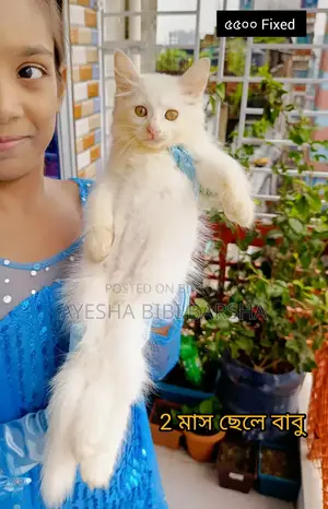 ১-৩ মাসের ফিমেল পিওর পার্সিয়ান