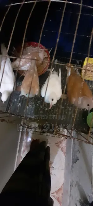 Photo - Australian Gogo Pakhi