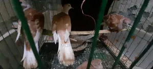 Australian Gogo Pakhi