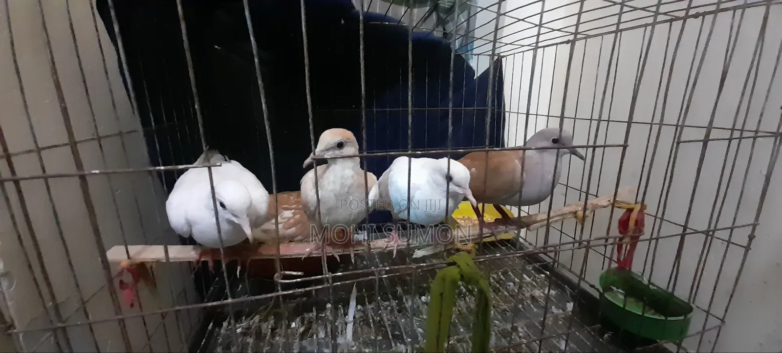 Australian Gogo Pakhi