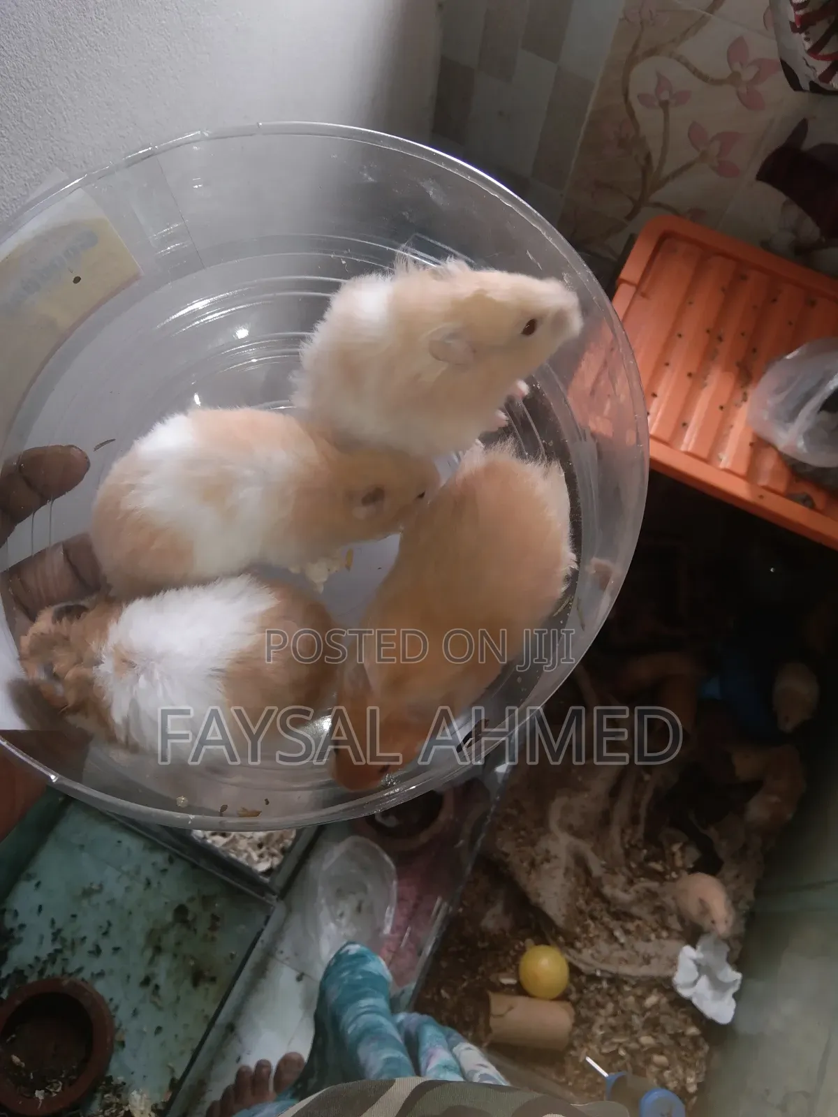 Syrian Hamster / সিরিয়ান হ্যাঁমিস্টার / বিলাতি ইঁদুর