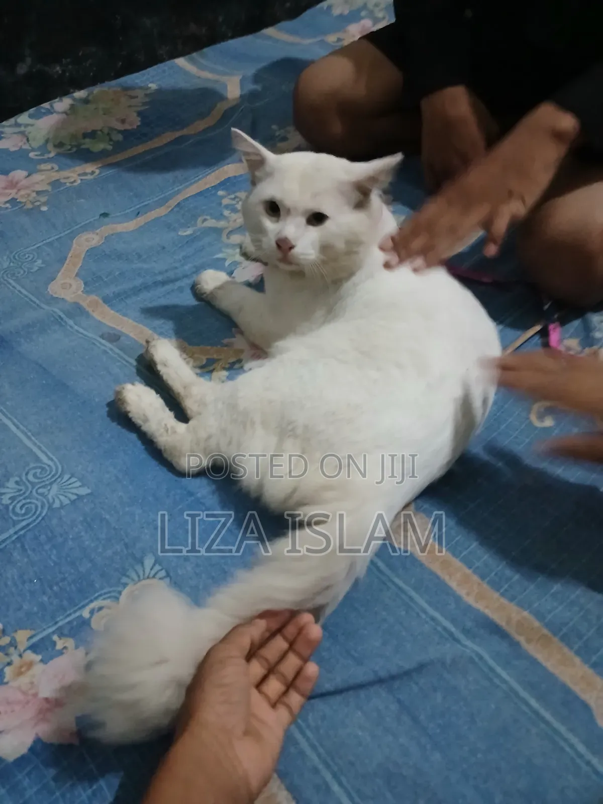 1+ Year Male Purebred Persian