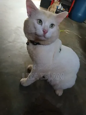 1+ Year Male Purebred Persian