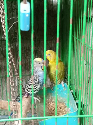 Photo - Pakhi Khacha With Pakhi