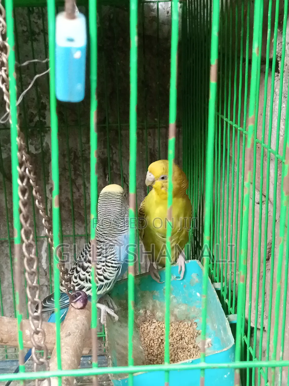 Pakhi Khacha With Pakhi