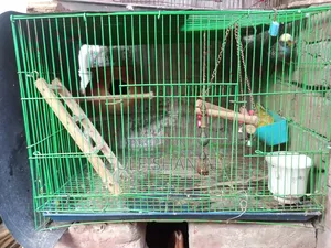 Pakhi Khacha With Pakhi