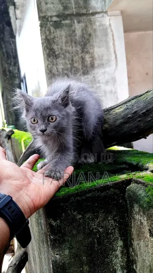 Photo - 1-3 Months Female Purebred Persian