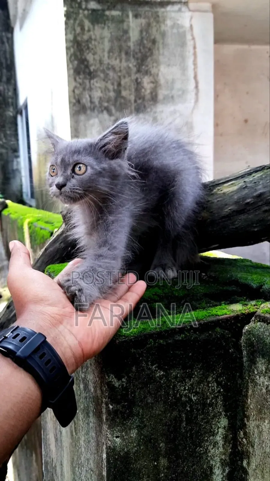 1-3 Months Female Purebred Persian
